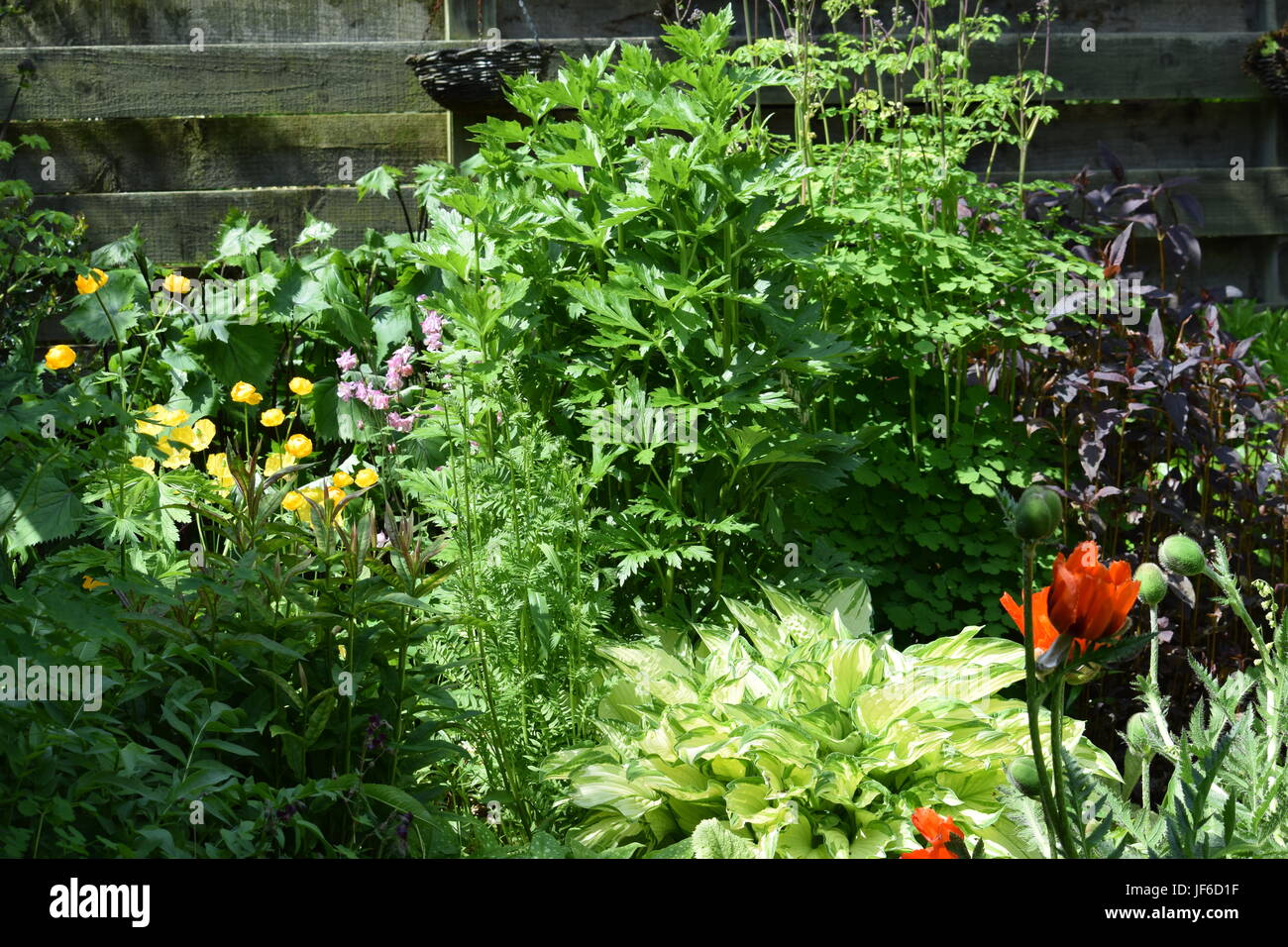 Scottish country garden Foto Stock