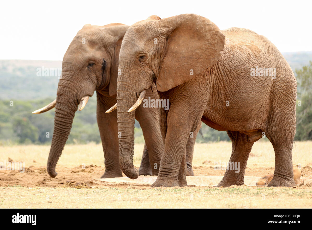 Bush gli elefanti camminare insieme Foto Stock