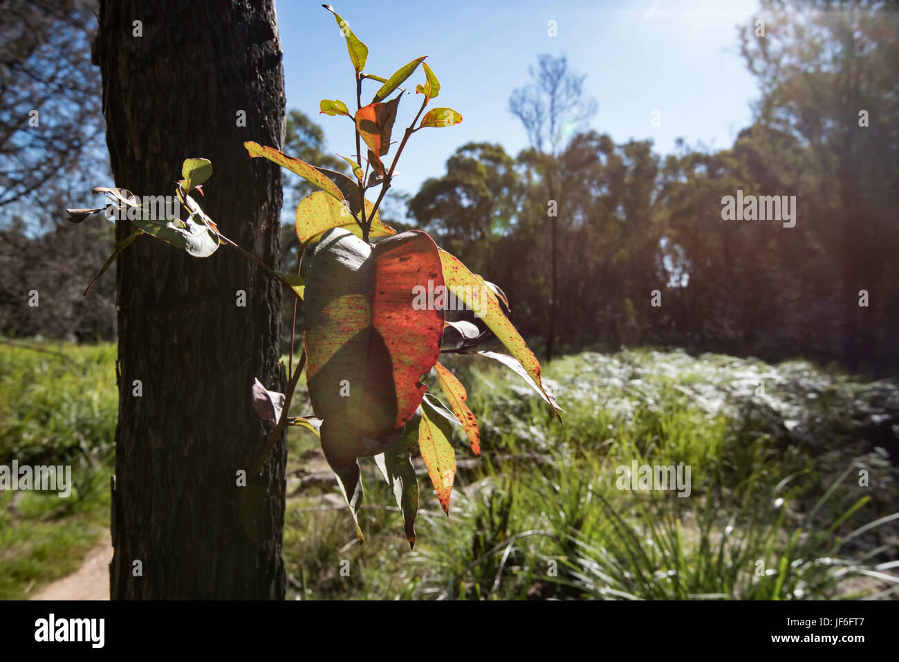 Una boccola fire graffiato di eucalipti (GUM) albero che cresce a Sydney la nuova crescita spuntano fuori dopo il fuoco Foto Stock