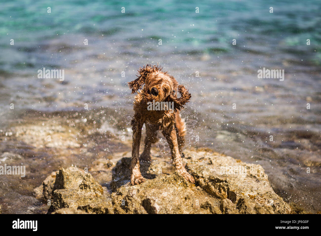 Un cane in calore estivo Foto Stock