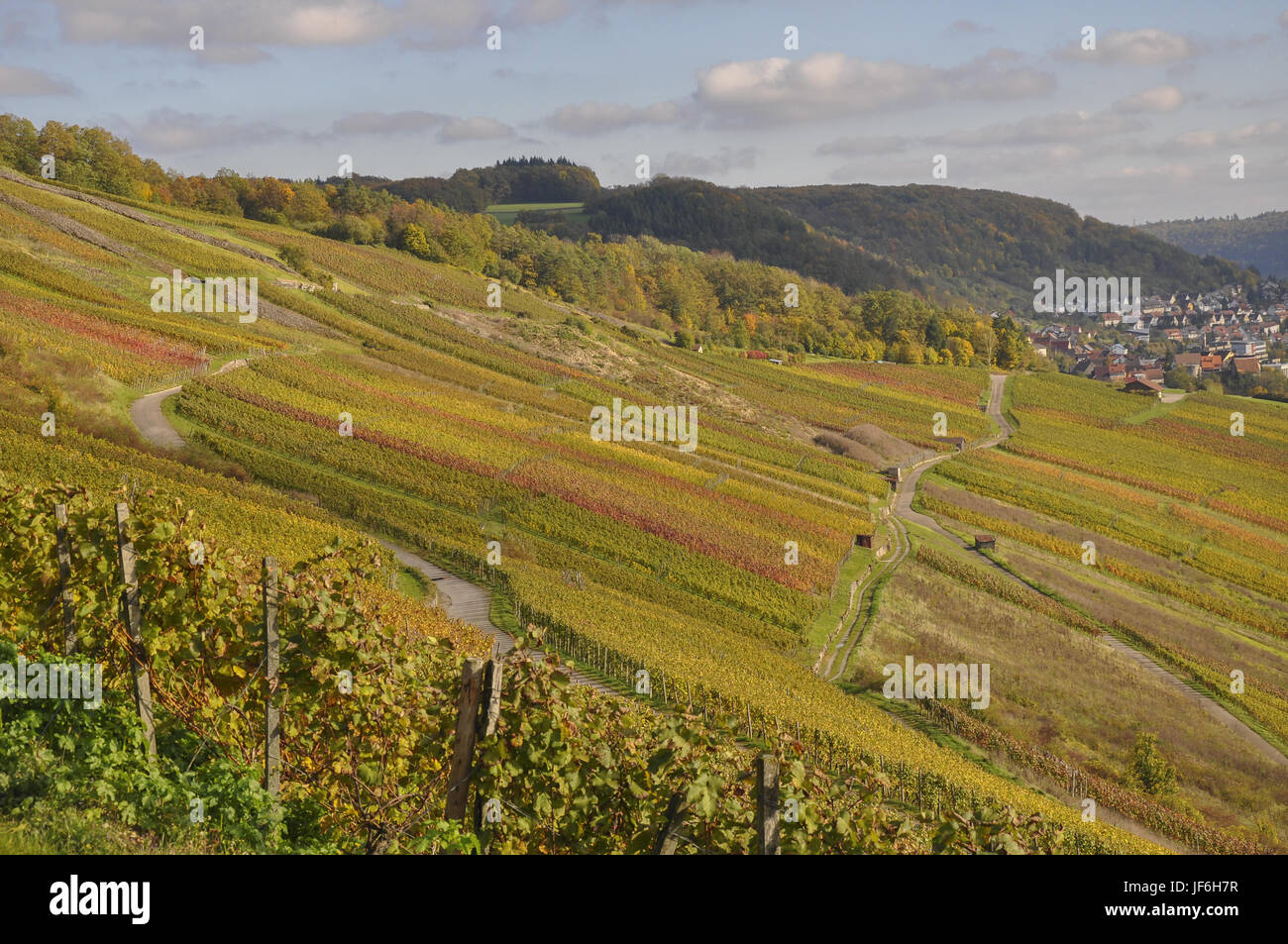 I vigneti di Ingelfingen, Germania Foto Stock