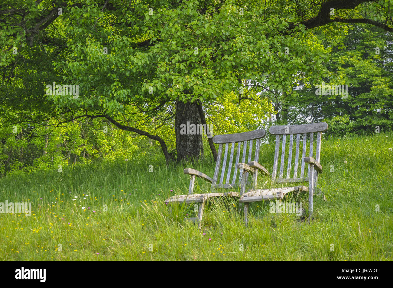 Lettino nel prato orchard, Germania Foto Stock