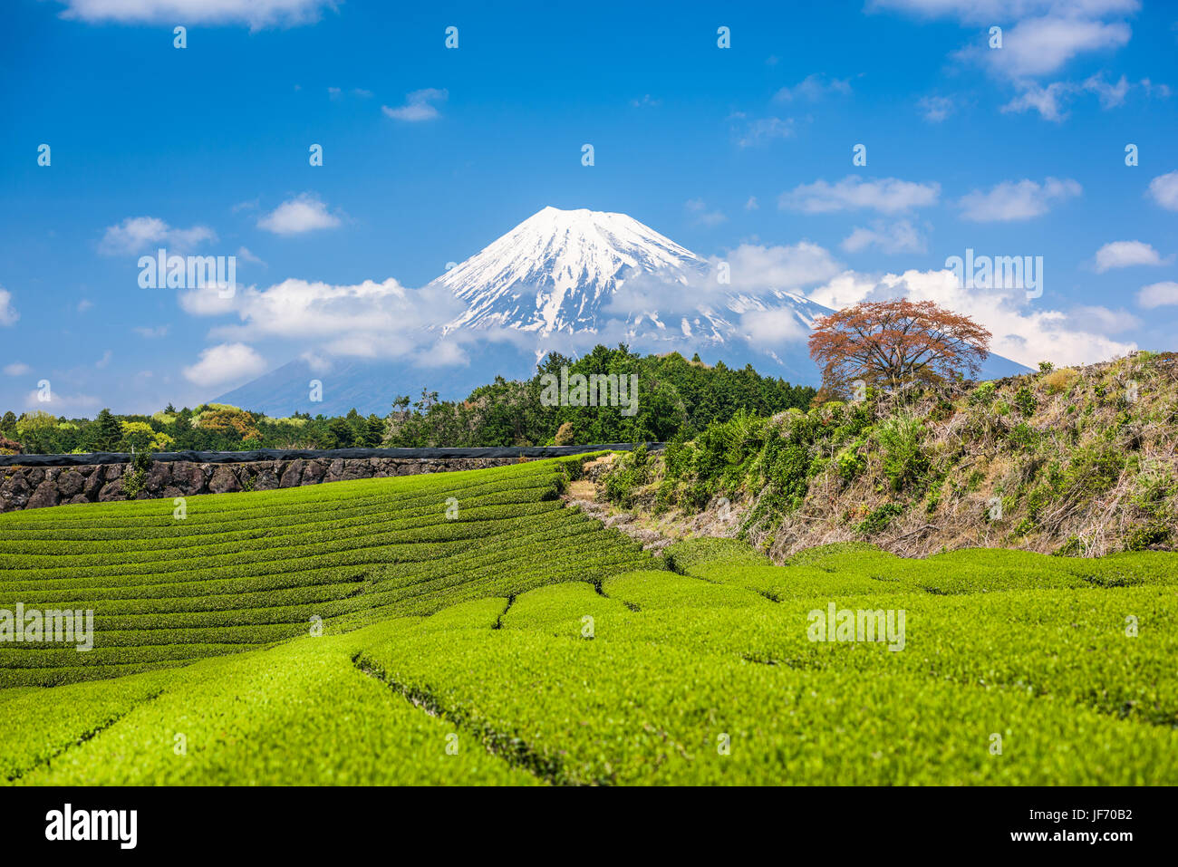 Fuji, il Giappone a Mt. Fuji e campi di tè. Foto Stock