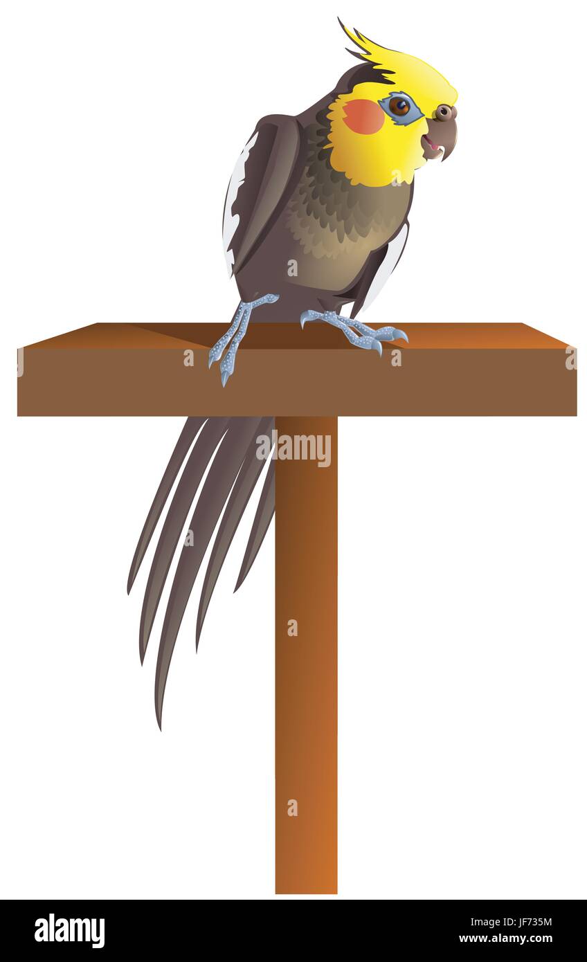 Maschio, maschile, grigio, grigio, cockatiel, pet, bird, maschio, maschile, Parrot, Illustrazione Vettoriale