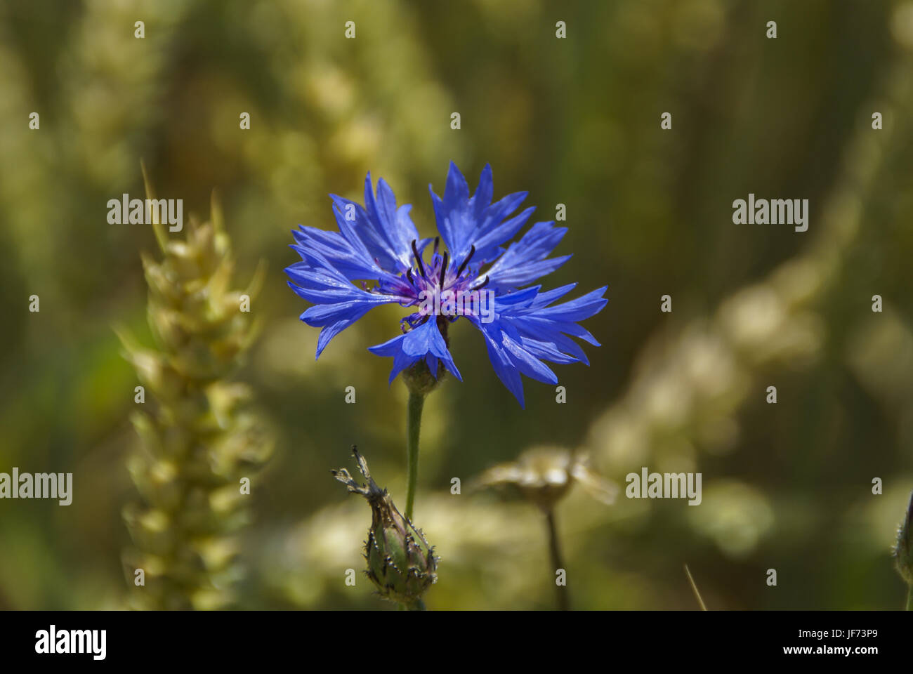 Fiordaliso, Schwaebisch Hall, Germania Foto Stock
