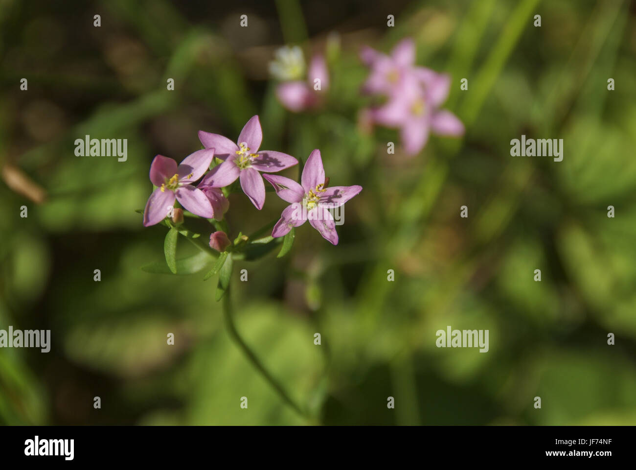 Centaury, Schwaebisch Hall, Germania Foto Stock