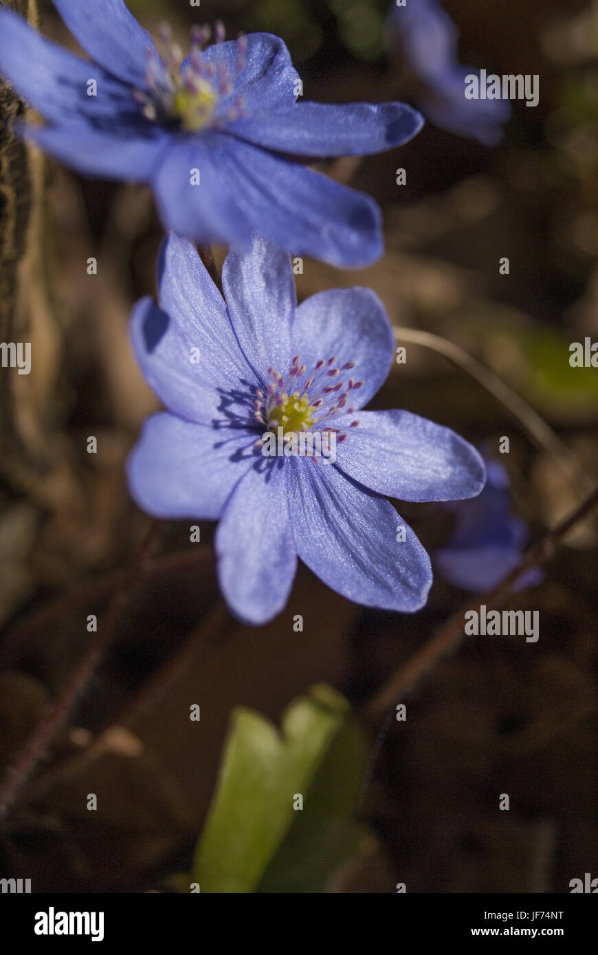 Liverleaf, Schwaebisch Hall, Germania Foto Stock
