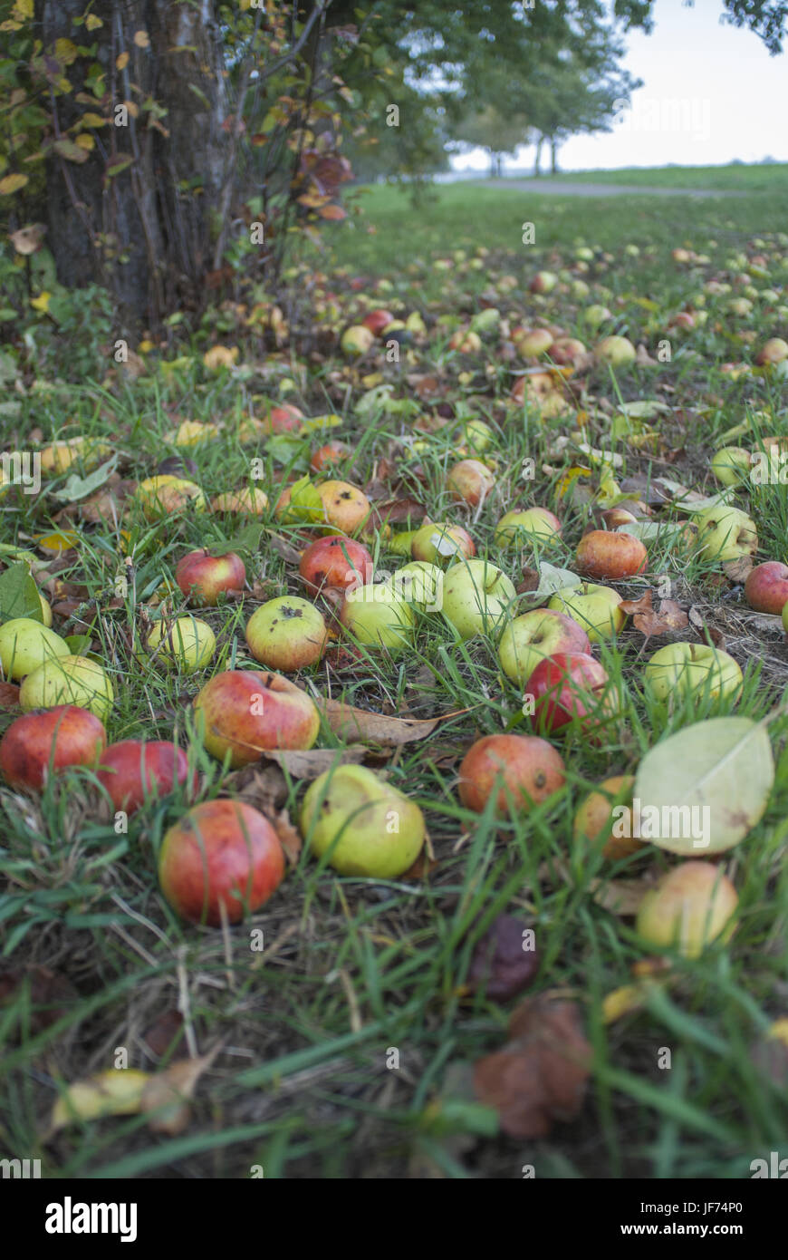 Manna, Schwaebisch Hall, Germania Foto Stock