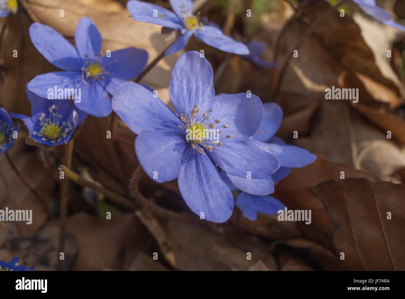 Liverleaf, Schwaebisch Hall, Germania Foto Stock