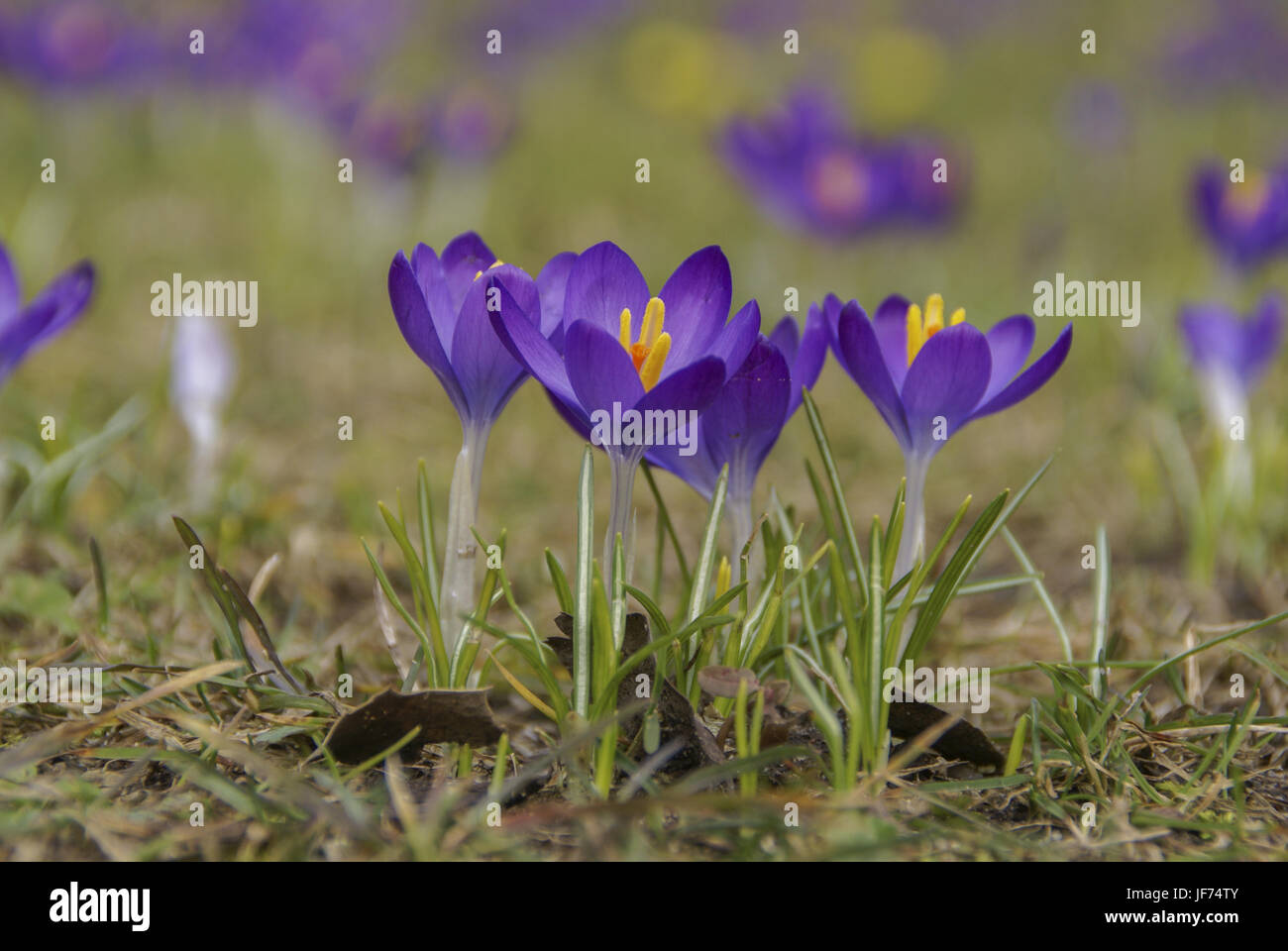 La molla crocus, Germania Foto Stock