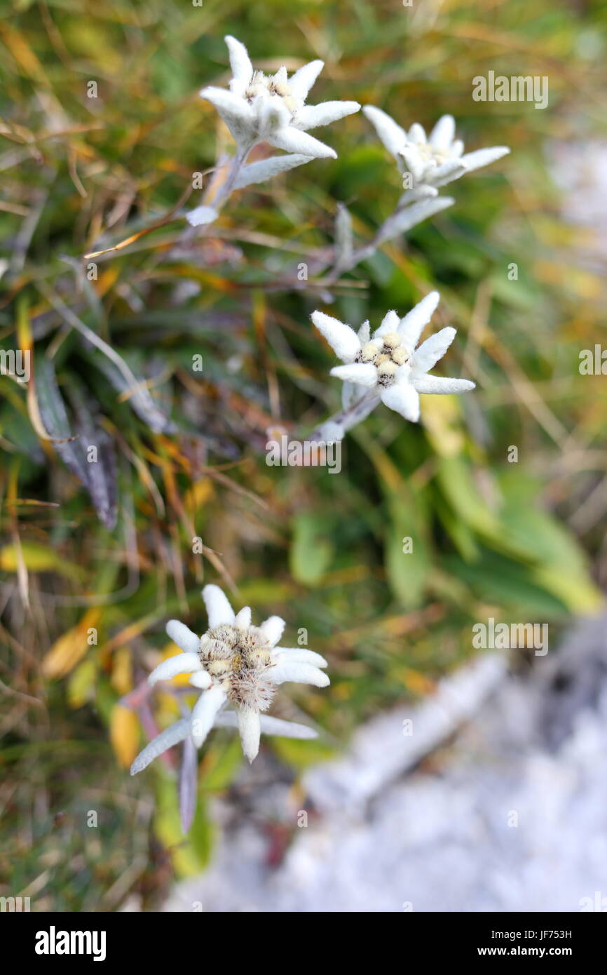 Quattro fiori edelweiss Foto Stock