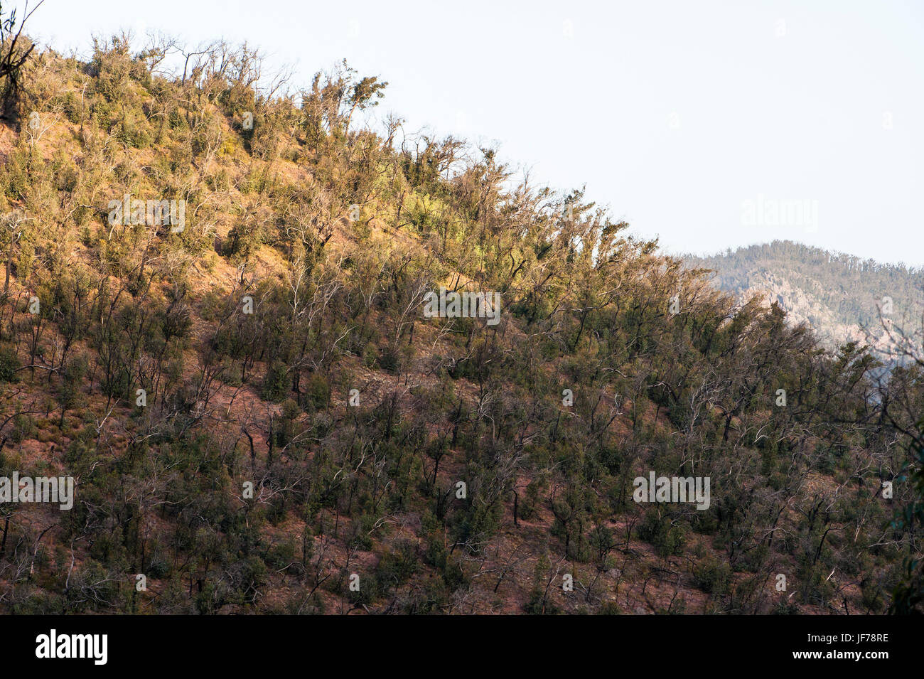 Victorian high country, Australia Foto Stock