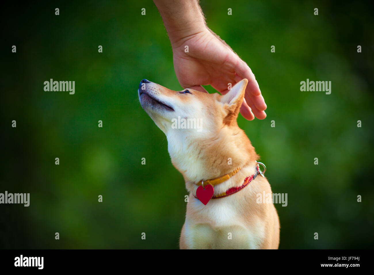 Shiba Inu in giardino Foto Stock