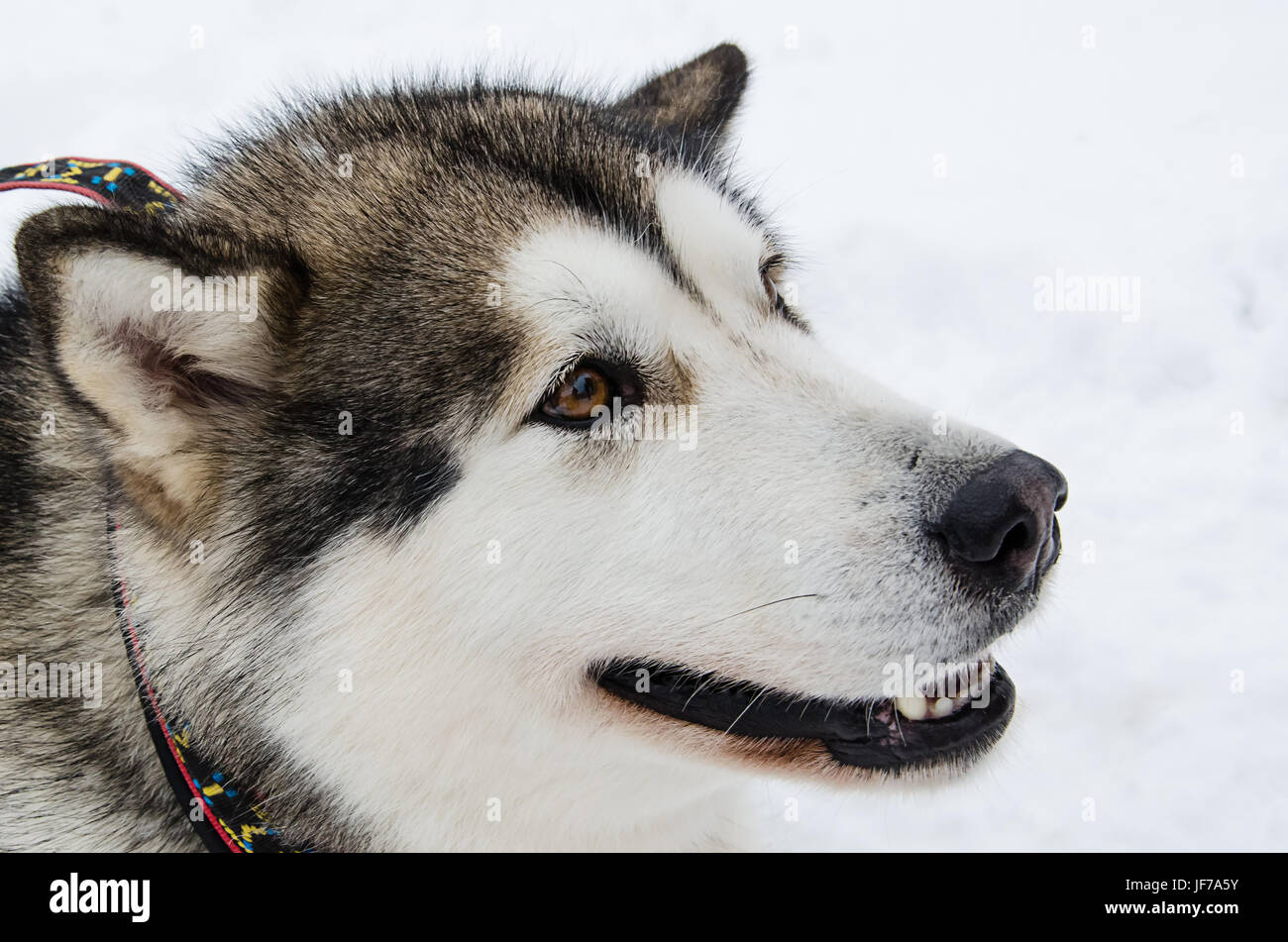 Veduta laterale del cane closeup ritratto. Alaskan Malamute razza. Non focalizzato sullo sfondo di neve. Foto Stock