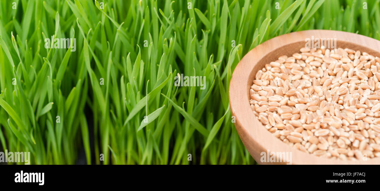 Un cucchiaio di bacche di frumento a sinistra sono necessarie per crescere wheatgrass destra Foto Stock