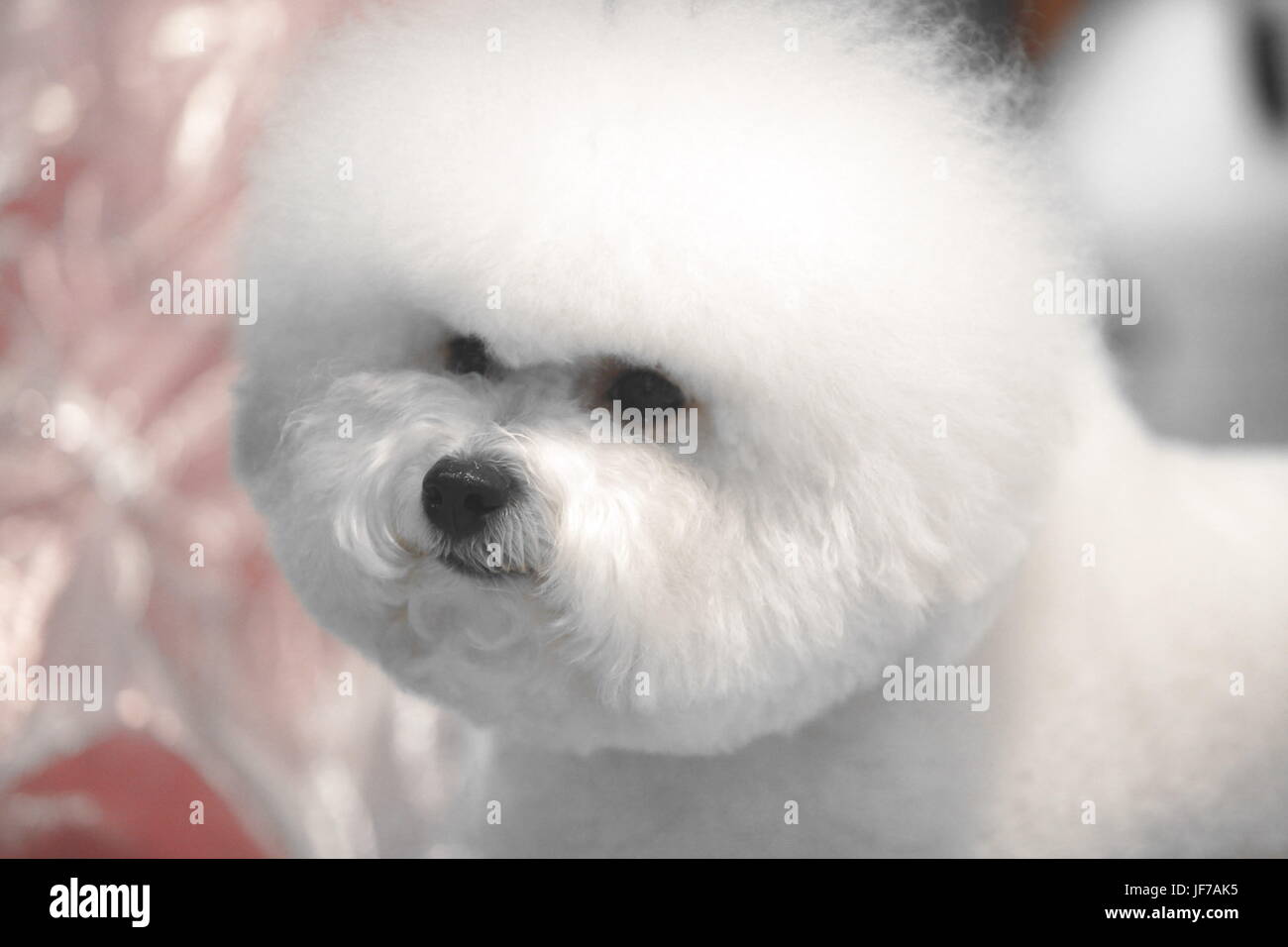 Poco bianco Bichon Frise si siede e guarda nella telecamera Foto Stock