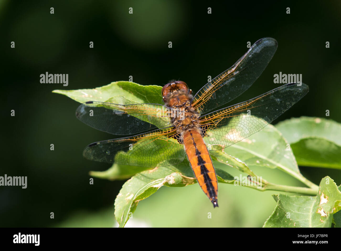 Femmina Chaser scarse (Libellula fulva) dragonfly crogiolarsi al sole sulla parte superiore di una boccola Foto Stock