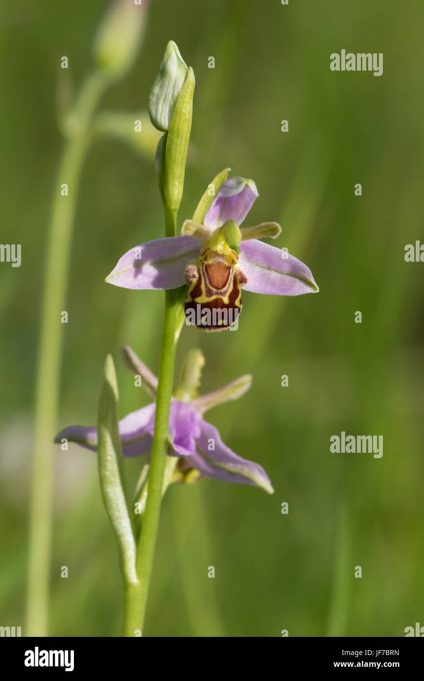 Bee Orchid (Ophrys apifera) Fiori Foto Stock