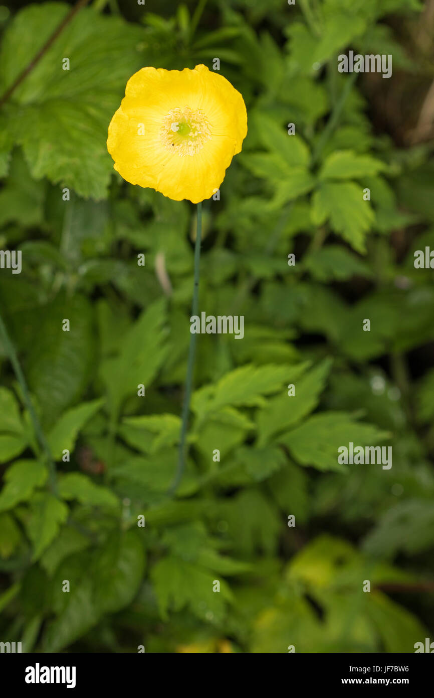 Welsh Poppy (Meconopsis cambrica) Foto Stock