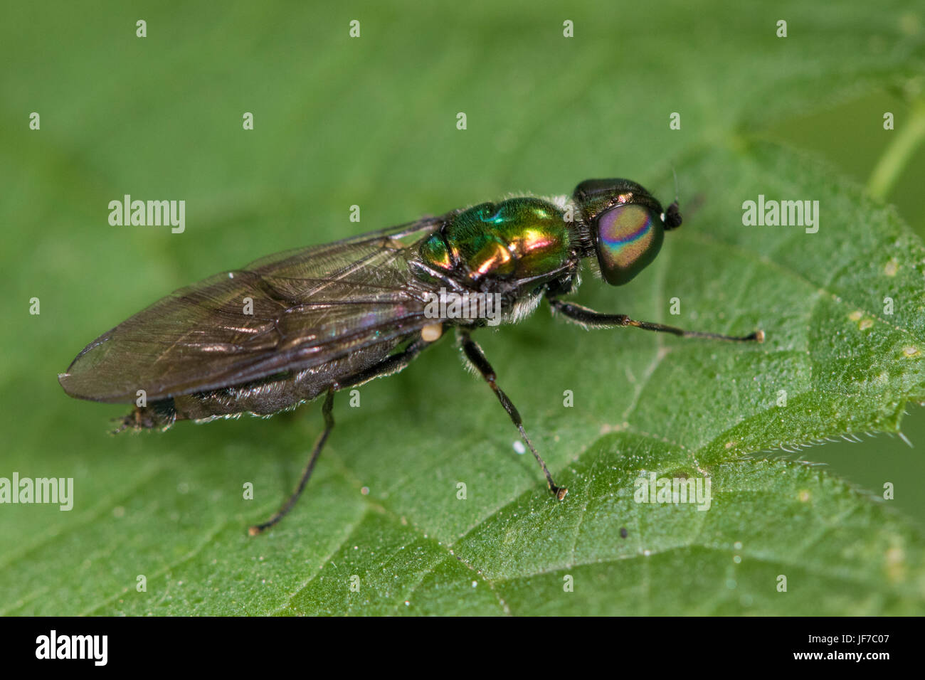 Iridato Centurion fly (Sargus iridatus) Foto Stock