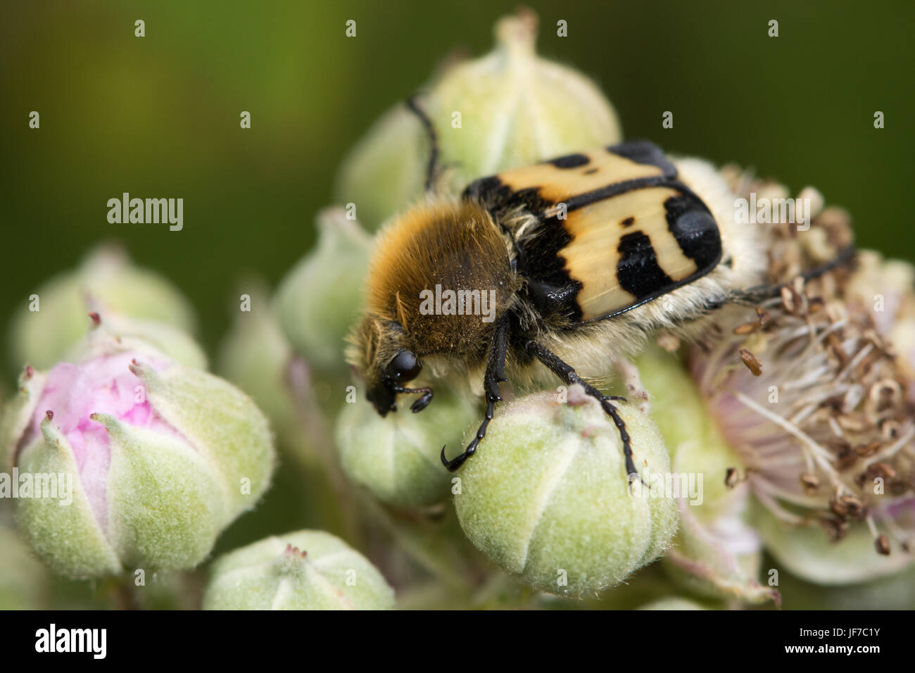 Bee Beetle (Trichius fasciatus) su rovo boccioli di fiori Foto Stock