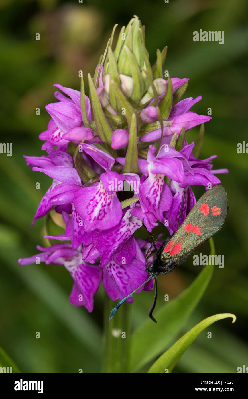 Sei-spot Burnett (Zygaena filipendulae) su un inizio di palude (orchidea Dactylorhiza incarnata) fiore Foto Stock