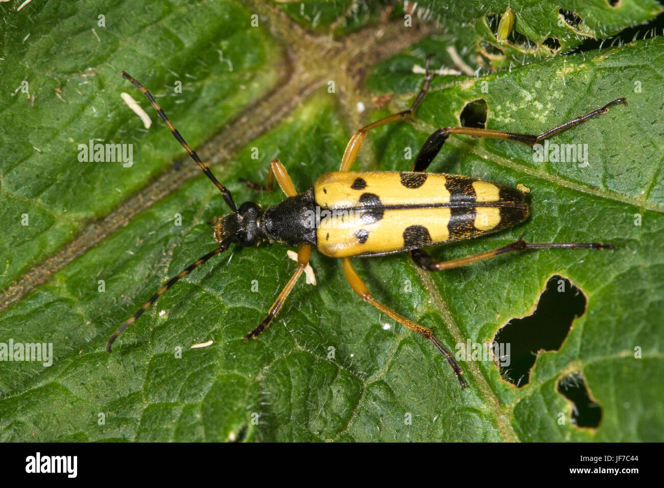 Avvistato Longhorn Beetle (Rutpela maculata) su un semi-mangiato foglia dock Foto Stock