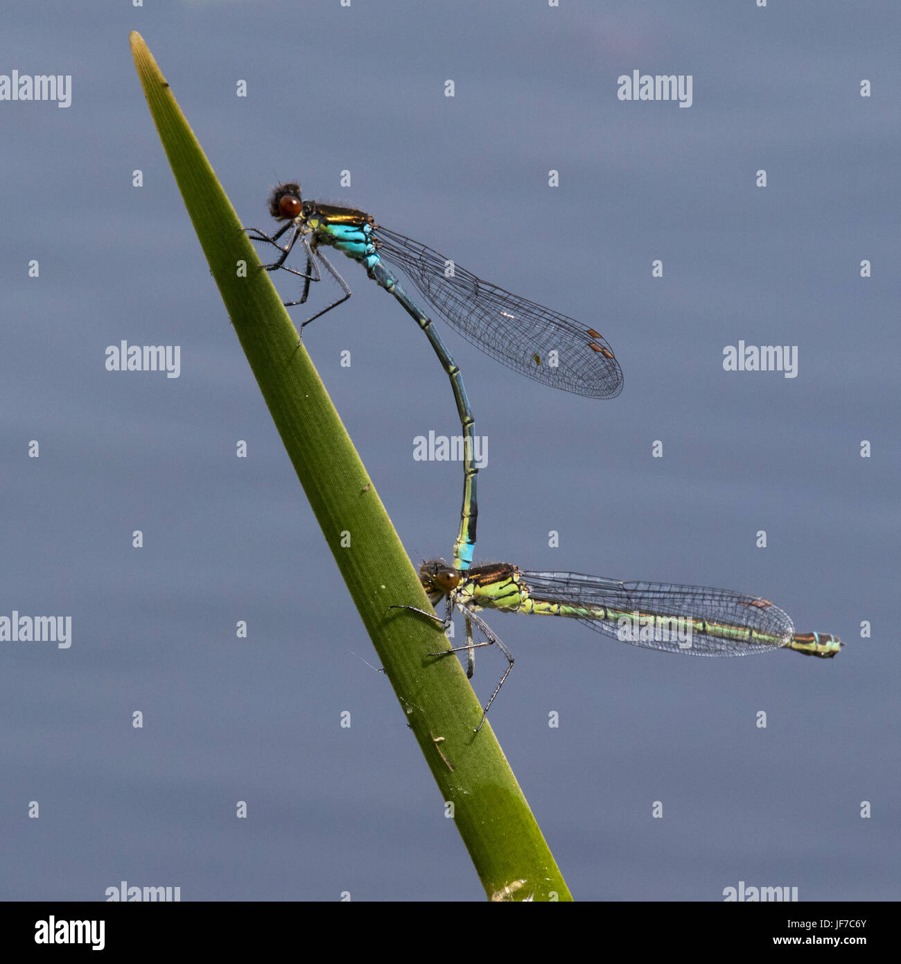 Coppia di red-eyed Damselflies (Erythromma najas) in tandem Foto Stock