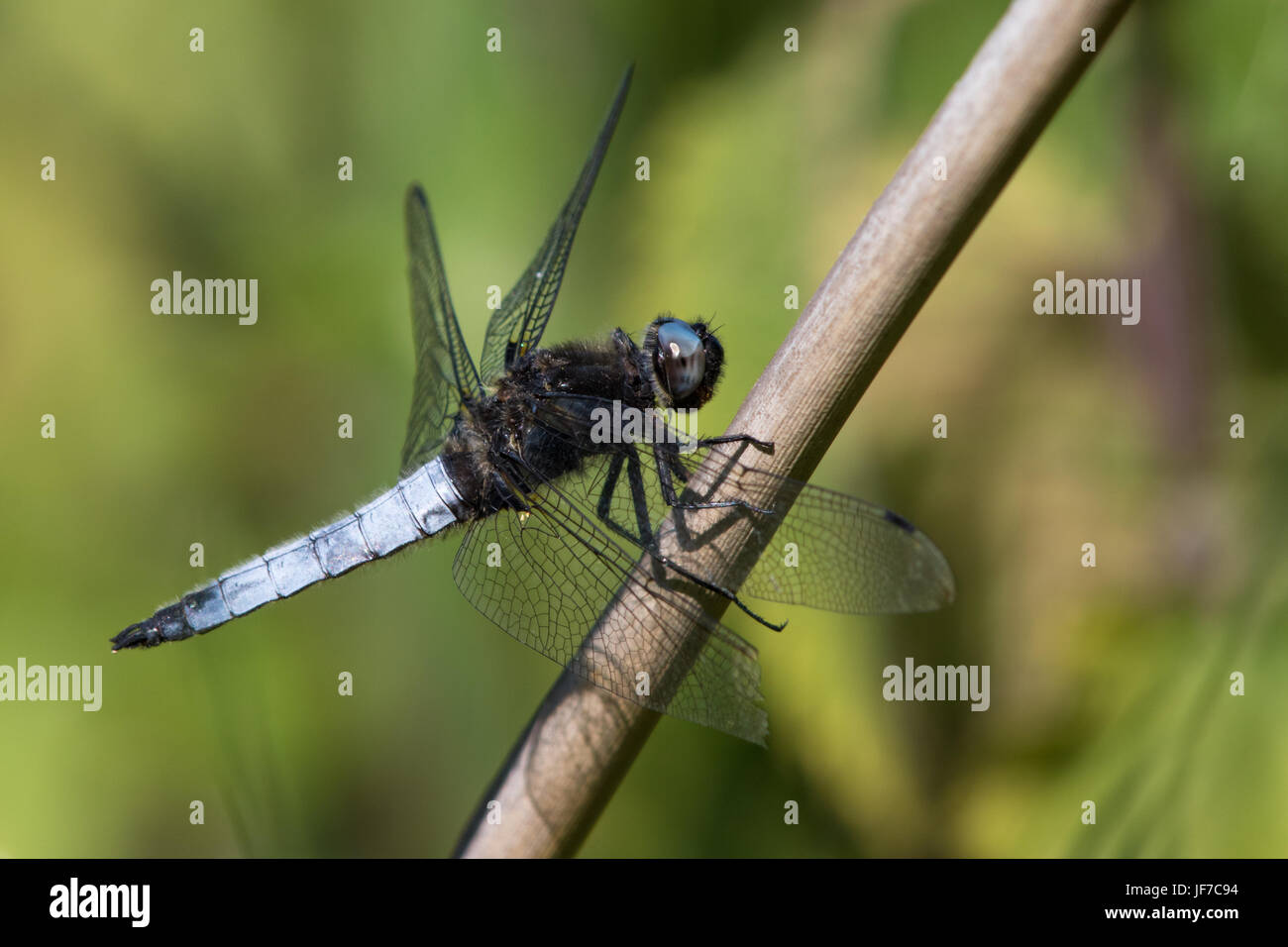 Scarse maschio Chaser (Libellula fulva) dragonfly appollaiato su una pianta morta stelo Foto Stock