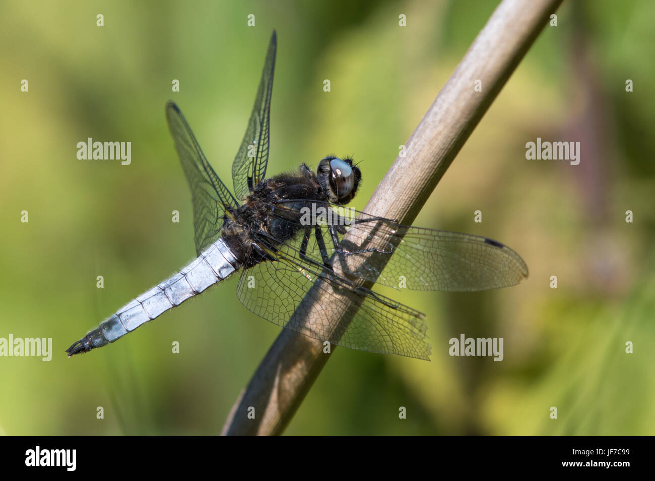 Scarse maschio Chaser (Libellula fulva) dragonfly appollaiato su una pianta morta stelo Foto Stock