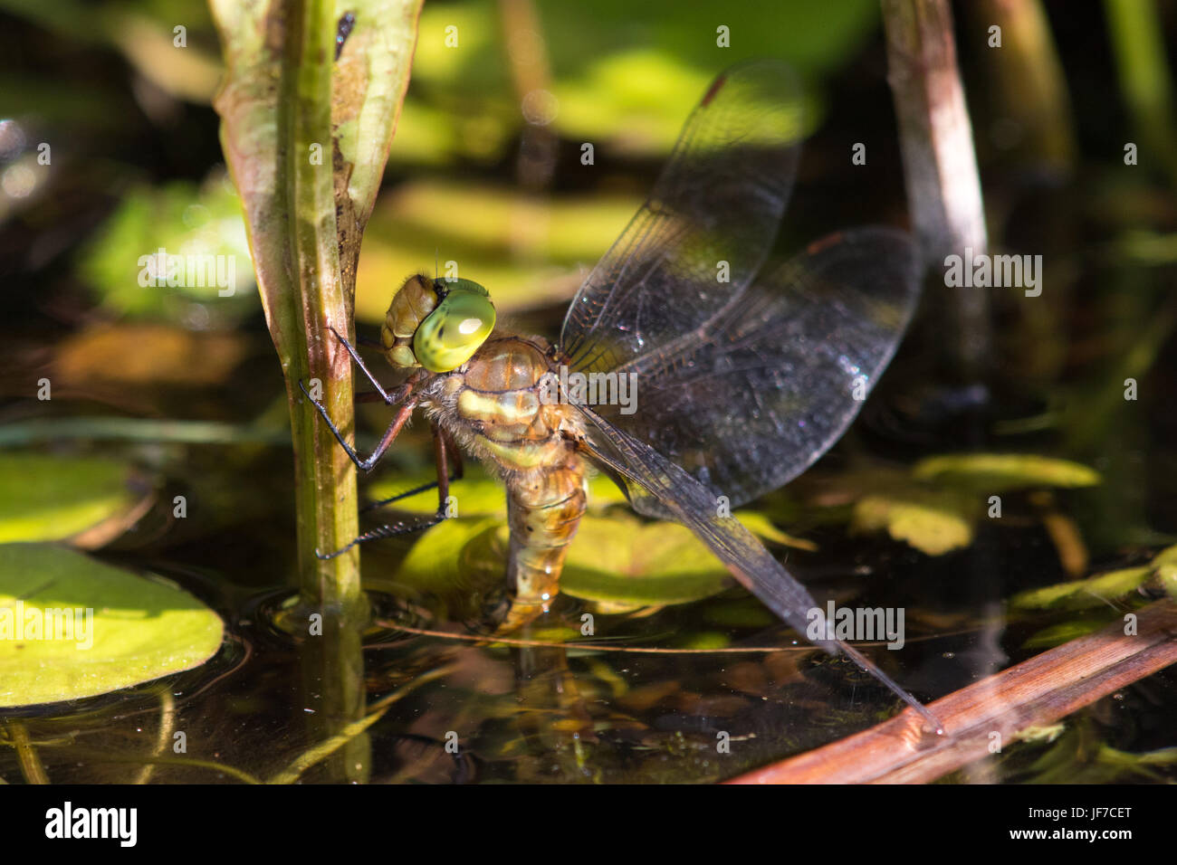 Femmina Hawker Norfolk (Aeshna isoceles) dragonfly deposizione delle uova sotto la superficie dell'acqua sulla vegetazione emergente Foto Stock