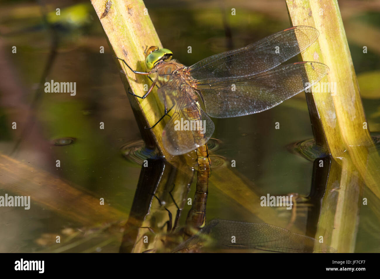 Femmina Hawker Norfolk (Aeshna isoceles) dragonfly deposizione delle uova sotto la superficie dell'acqua sulla vegetazione emergente Foto Stock