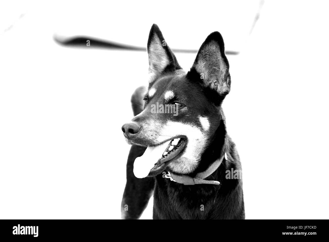 Il migliore amico dell'uomo - un cane Foto Stock