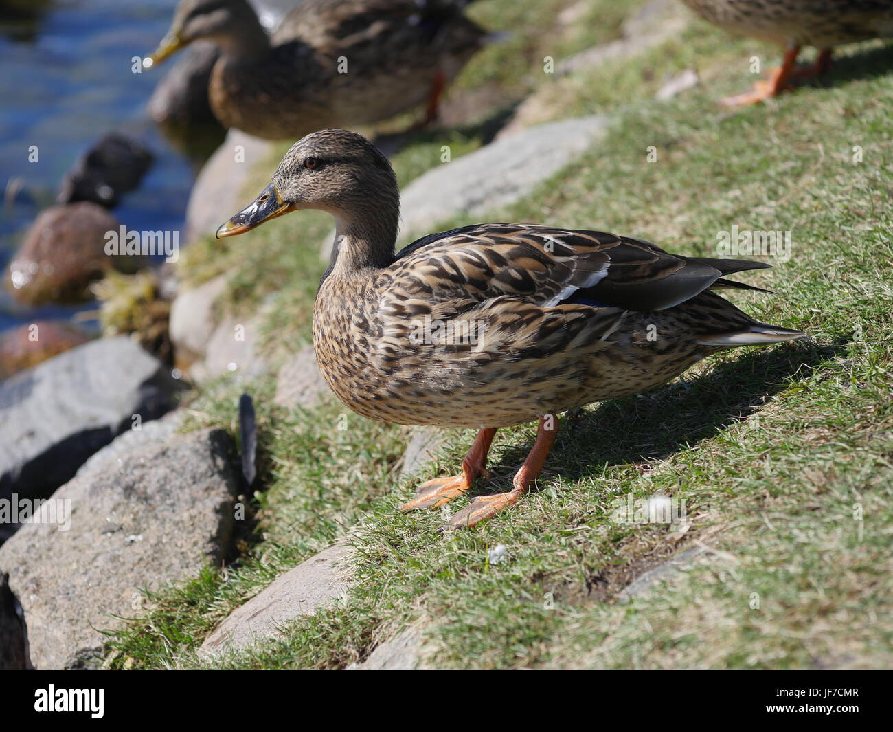 Anatra selvatica sulla banca del lago Foto Stock