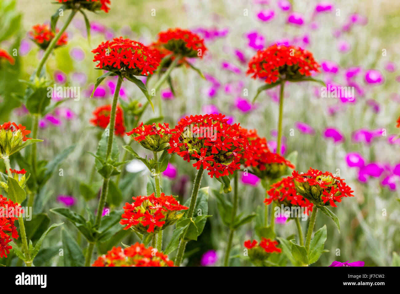 Croce di Malta, Lychnis chalcedonica e Lychnis coronaria in un bellissimo giardino estivo Foto Stock