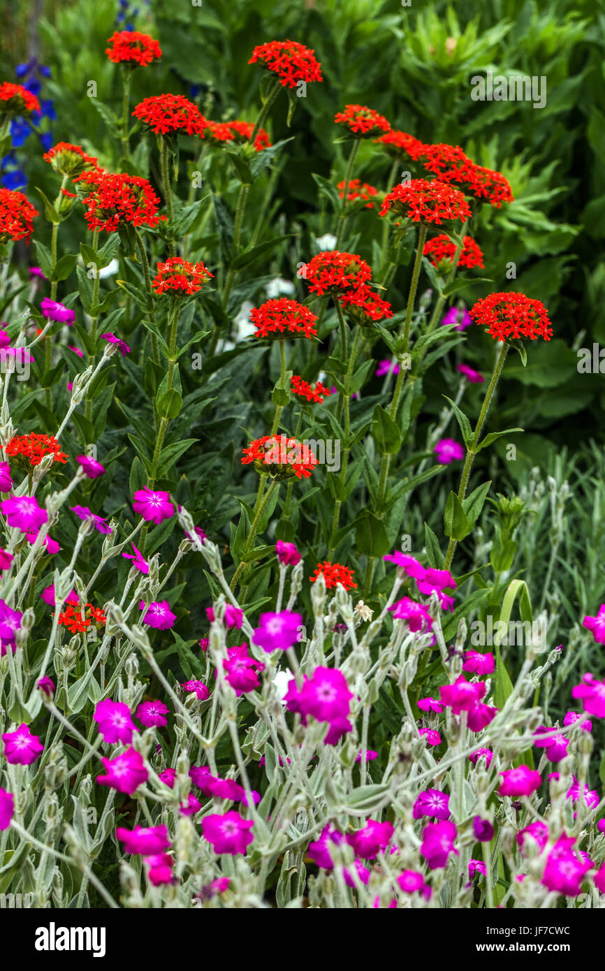 Croce di Malta, Lychnis calcedonica e Lychnis coronaria nel giardino estivo Rose Campion Foto Stock