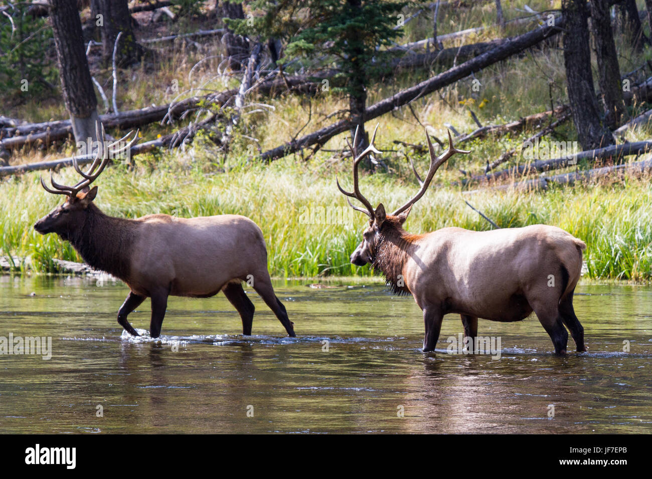 Lottando elk tori 44 Foto Stock