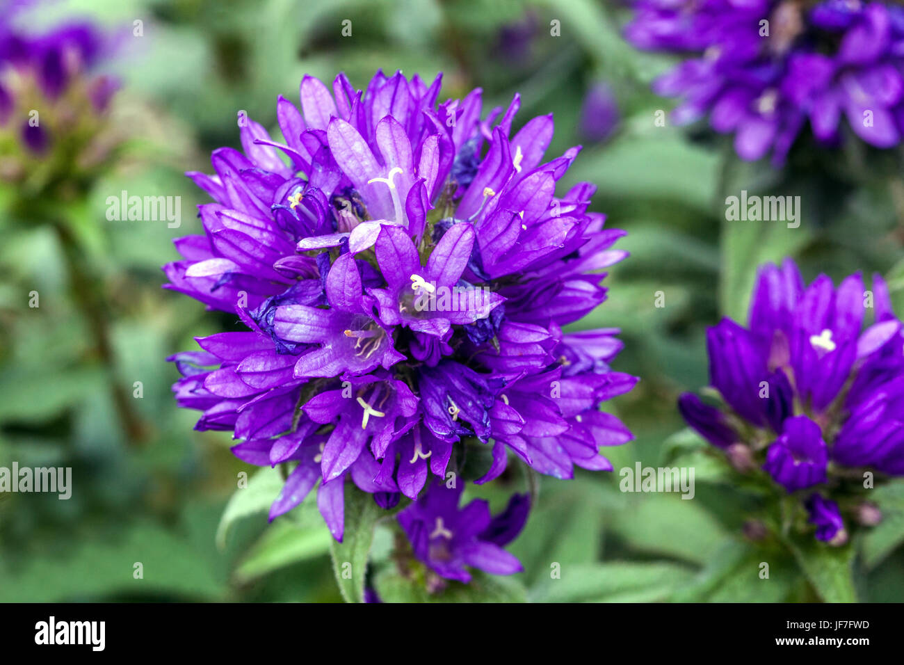 Blue Campanula glomerata ' Superba ' close up flower - Clustered campanula, danesi del sangue Foto Stock