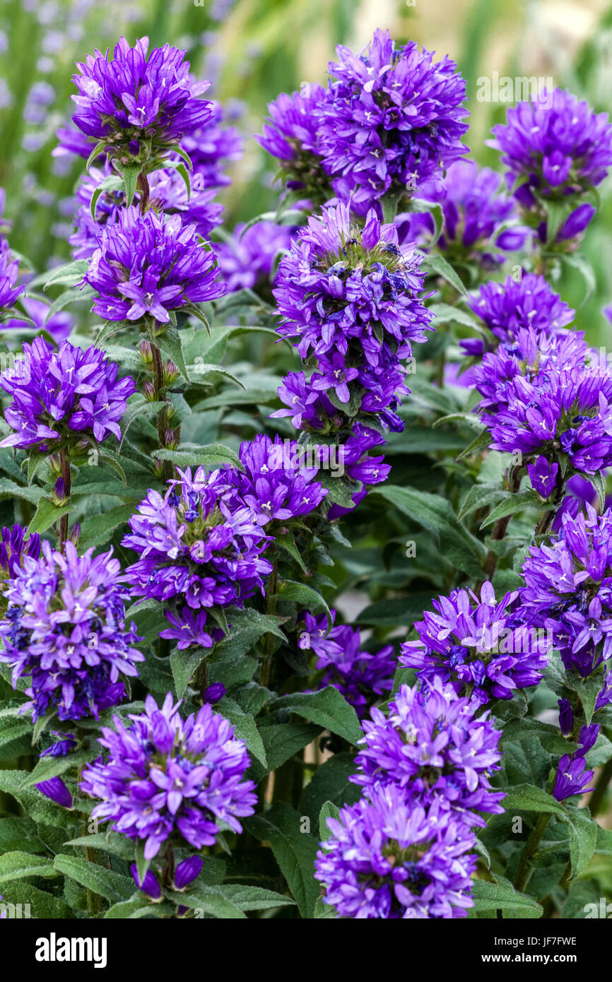 Campanula glomerata ' ' Superba - Clustered campanula, danesi del sangue Foto Stock