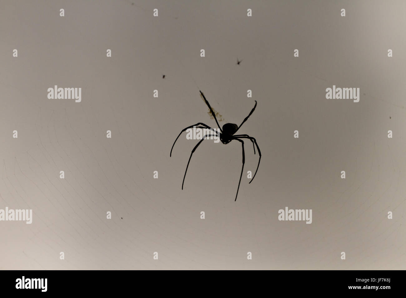 Silhouette di un ragno Foto Stock