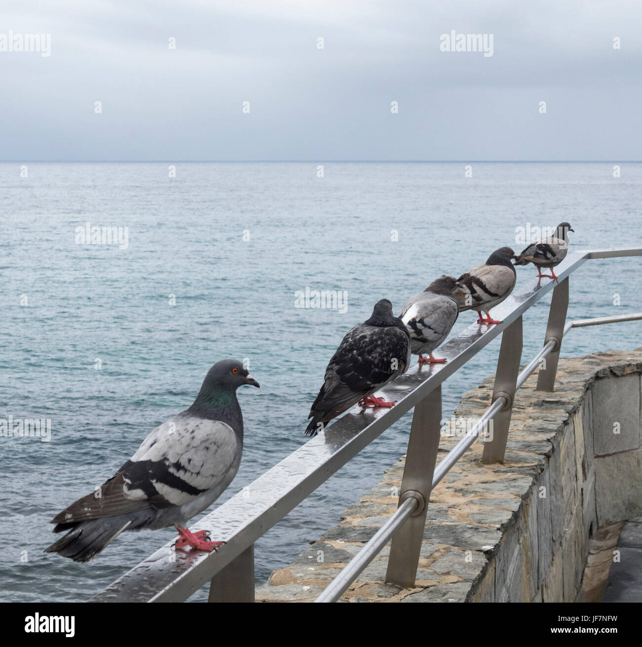 Piccioni selvatici su rampa affacciato sul mare. Foto Stock