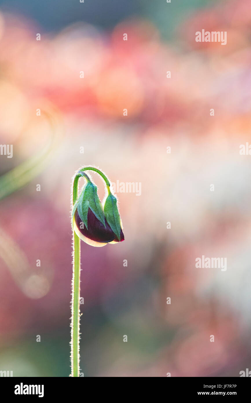 Lathyrus odoratus. Aperti pisello dolce fiore nella luce del sole della mattina. Regno Unito Foto Stock