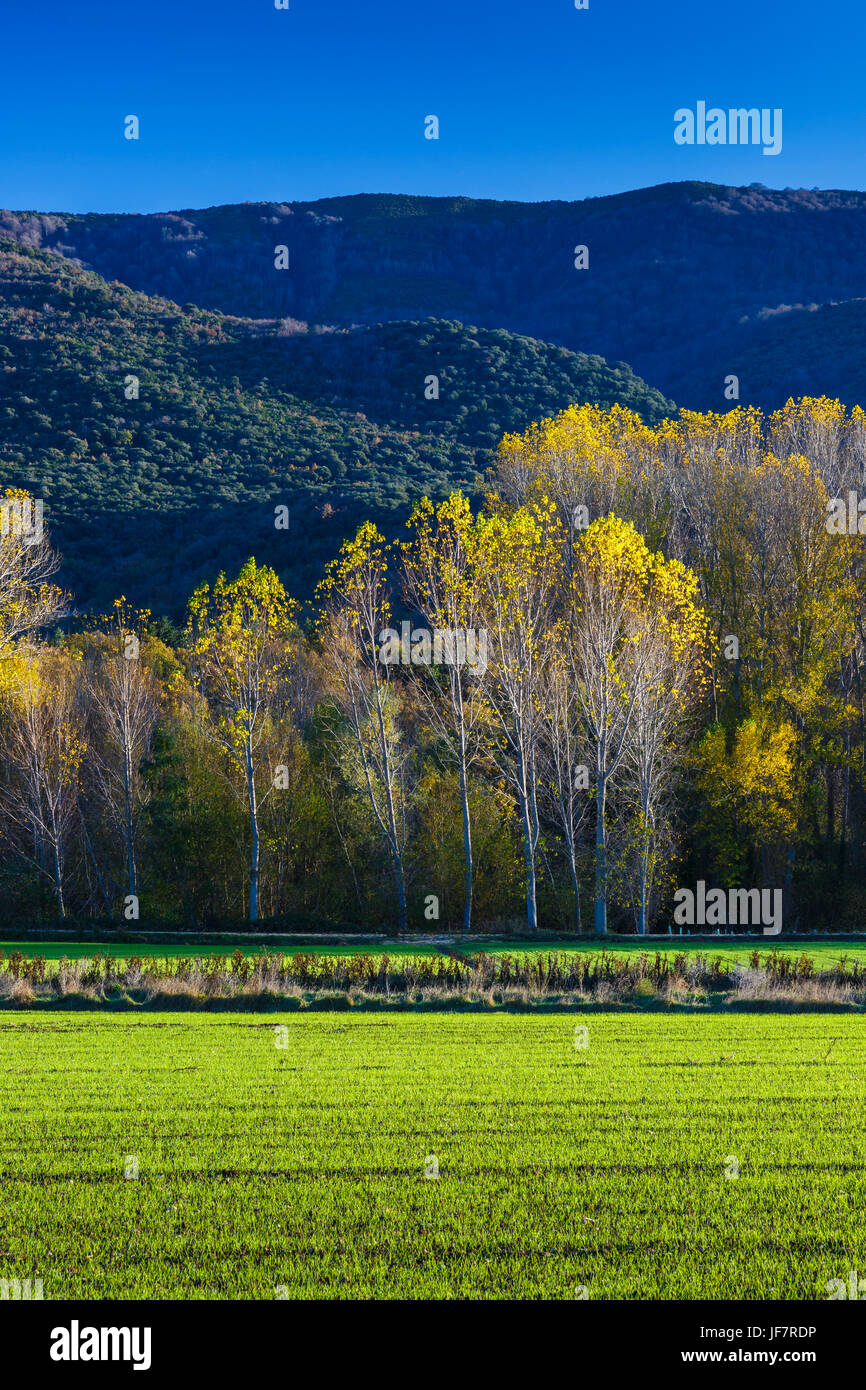 Prato e bosco di pioppo. Foto Stock