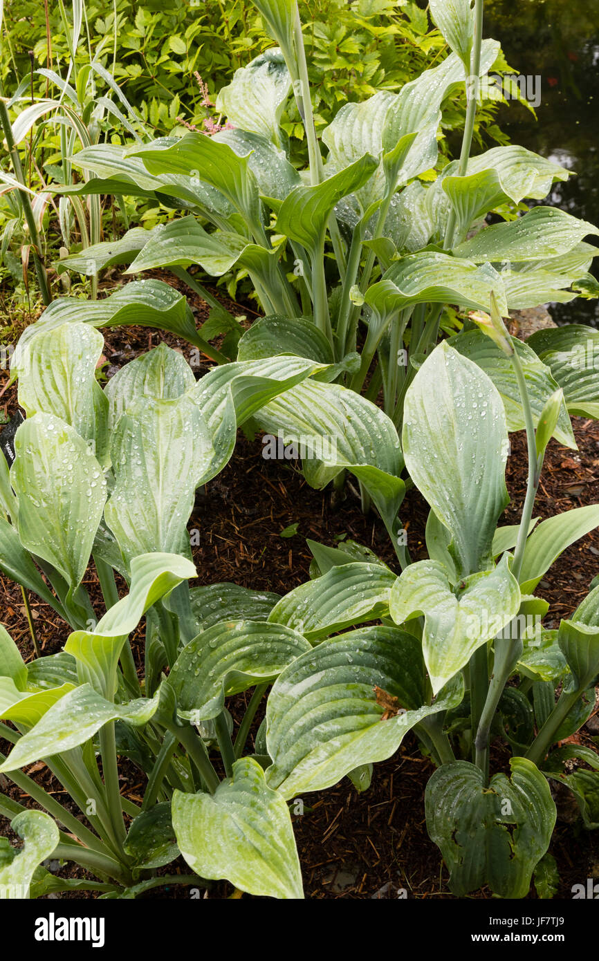 Ampio, grandi lasciato grigio-verde fogliame della perenne di latifoglie, Hosta 'Krossa Regal' Foto Stock