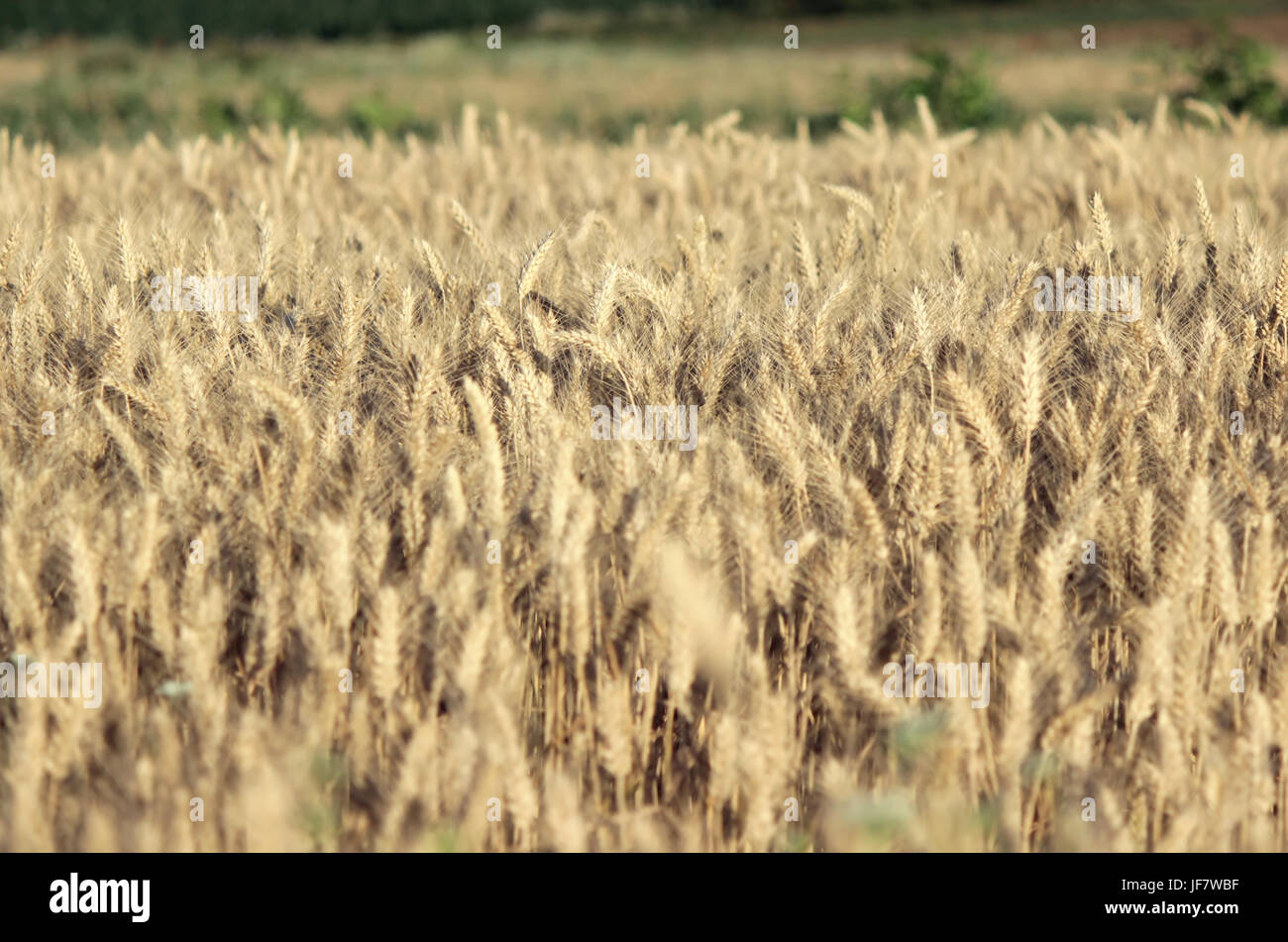 Campo di grano Foto Stock