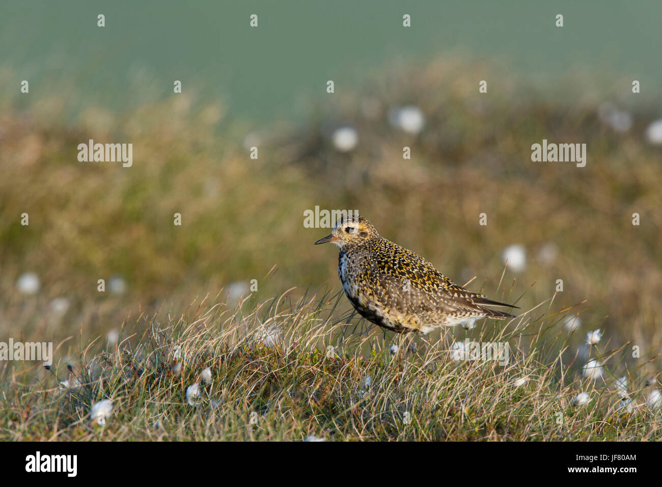 European Golden Plover Pluvialis apricaria Unst Shetland Giugno Foto Stock