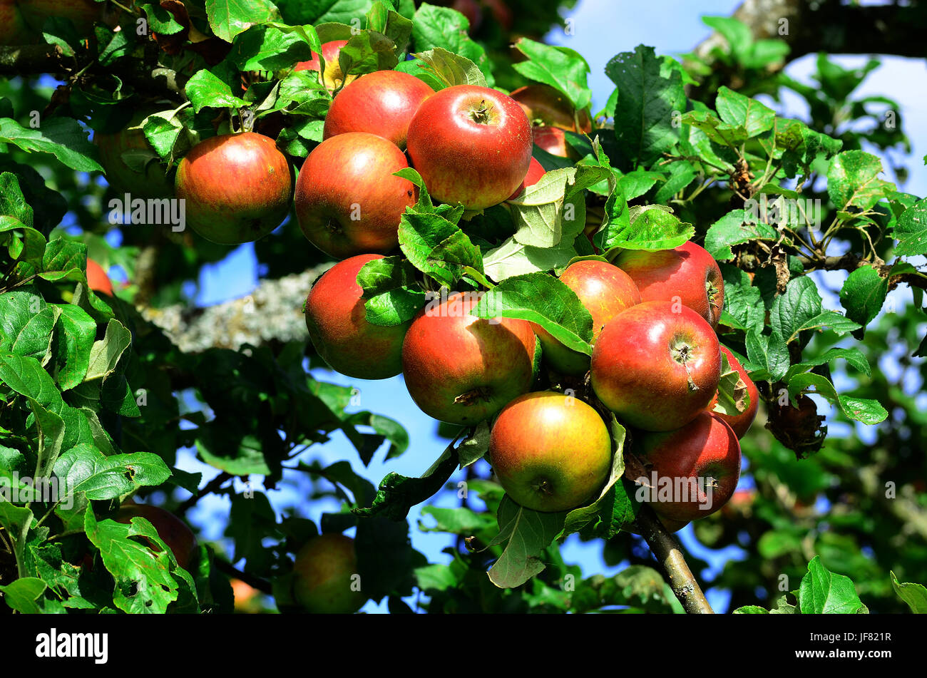 Яблоня вишневое описание сорта. Яблоня строевское. Яблоня вишневое описание сорта. Яблоня вишневая (вишневое). Яблоня вишневая (вишневое).