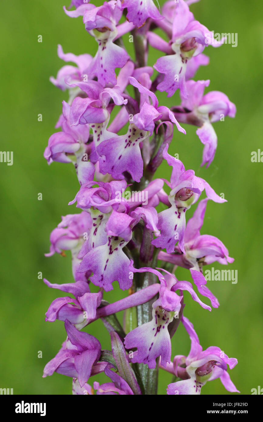 Inizio Purple Orchid Orchis mascula Foto Stock