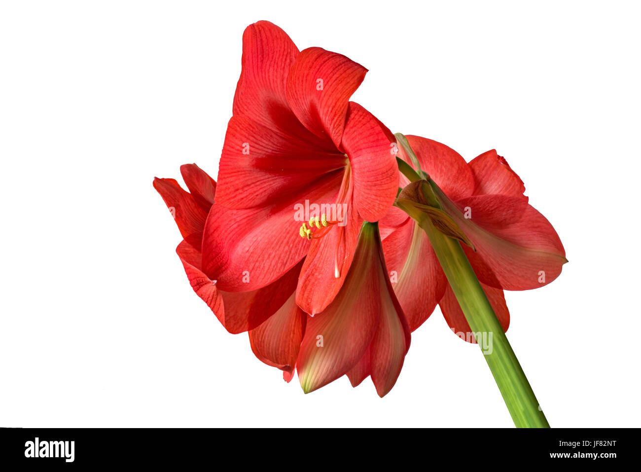 Cultivar Hippeastrum, isolato Foto Stock