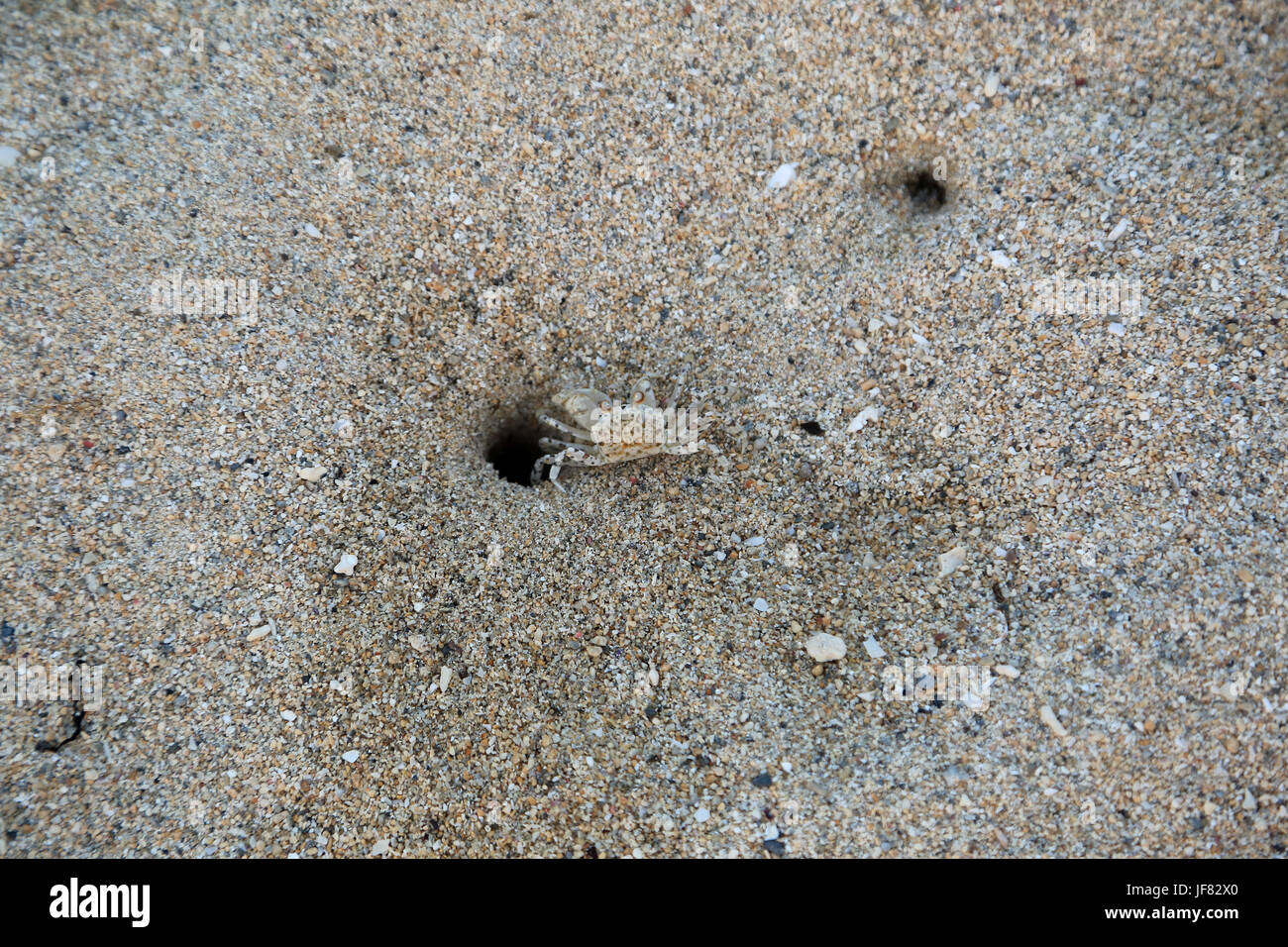 Il granchio fantasma, Ocypode Foto Stock